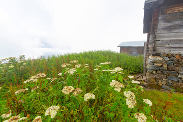 Sal Plateau is a plateau located in Çamlıhemşin district of Rize province. Its altitude is 2070.