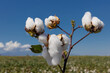 © mylasa - cotton field with white cotton buds.Cotton fields ready for harvest in Izmir - Menemen plain