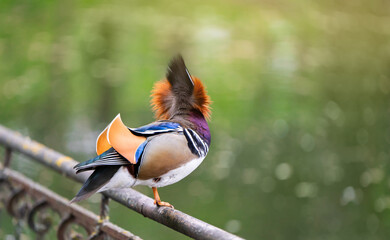 A beautiful male mandarin duck stands on a fence near the lake. Close-up photo. Nature and wild birds