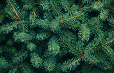 Abstract green background of Christmas fir tree branches, festive New Year pattern