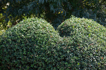 Sticker - bush of an unusually shaped green plant in the park