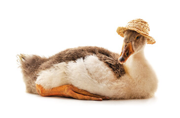 Sticker - Goose in a hat.