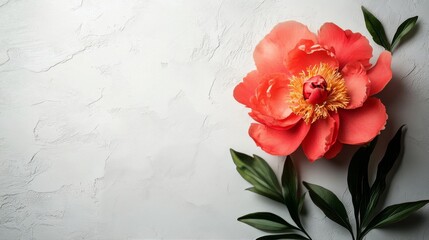 Wall Mural - Bright coral peony flower surrounded by scattered petals and leaves on a white background