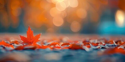 Canvas Print - Orange maple leaves on the ground autumn leaf plant.