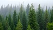 © Ari Akram - A dense forest of tall pine trees in various shades of green, with a misty, foggy background