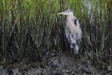 Poster - Great blue heron in marshland