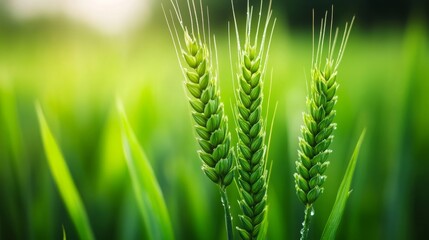 Sticker - Wheat stalks bending under the weight of morning dew, soft light and a blurred green background 