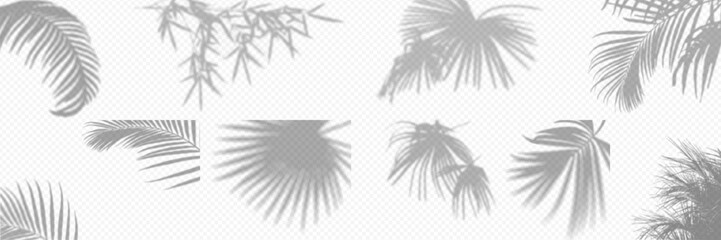 Wall Mural - shadow overlay from a palm tree branch isolated on a transparent background. set different types of 