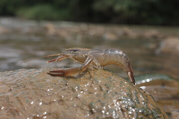 Freshwater Shrimp are Sunbathing