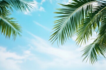 Canvas Print - Palm leaves border sky backgrounds outdoors.