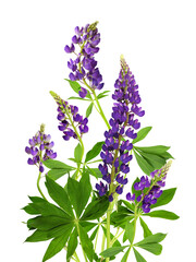 Wall Mural - lupinus polyphyllus purple flowers and green leaves in a floral summer composition isolated on white