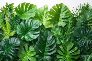 Wall Mural - lush tropical foliage arrangement variety of exotic leaves in rich greens creating depth and texture against clean white background