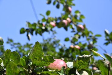 Fresh apples in a tree