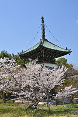 Wall Mural - 嵯峨釈迦堂の多宝塔と桜