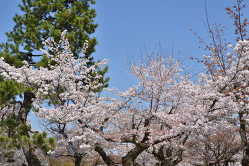 Wall Mural - 嵐山の桜