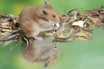 Wall Mural - A Campbell dwarf hamster is eating a ripe Surinam cherry fruit that fell to the ground. This rodent has the scientific name Phodopus campbelli.