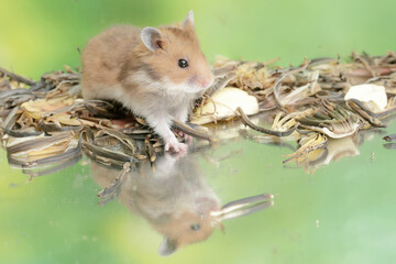 Wall Mural - A Campbell dwarf hamster is eating a ripe Surinam cherry fruit that fell to the ground. This rodent has the scientific name Phodopus campbelli.