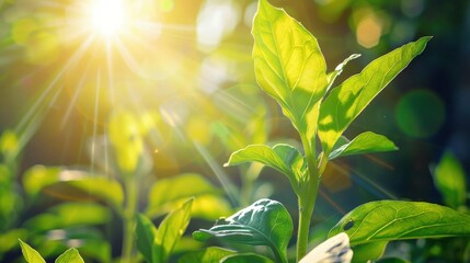 Wall Mural - The sun's role in photosynthesis is fundamental to plant life.