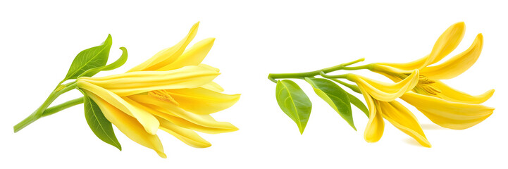 fresh ylang-ylang flower isolated on white background