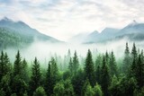 Coastal coniferous forest near Khutze Inlet, Great Bear Rainforest, British Columbia, Canada, was enveloped in mist in October 2013.