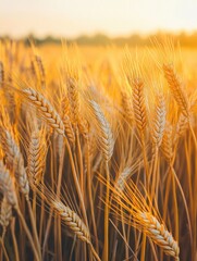 Wall Mural - Field of Ripe Wheat at Sunset