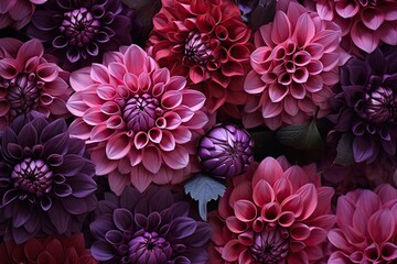 Sticker - A stunning collection of pink and purple dahlias is presented, highlighting their intricate petal formations and vivid colors, perfect for floral enthusiasts and nature lovers alike