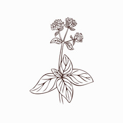 Marjoram flower hand drawn illustration, fragrant seasoning, spice packaging