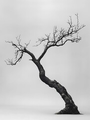 Wall Mural - A bare, twisted tree against a plain background, a minimalist image of nature.