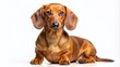 © Four888 - Adorable brown dachshund dog poses in various styles, including sitting, standing, and lying, isolated on a clean white background, showcasing cute facial expressions.