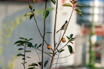 A bird in Vietnam is feeding on the branches of a Hong tree