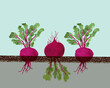 © Connect Images - Three beetroots with leaves and roots visible, half-submerged in soil against a pastel background.