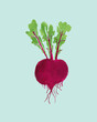 © Connect Images - Hand-painted beetroot with leaves against a turquoise background.