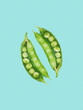 © Connect Images - Two green pea pods open with peas visible against a teal background.