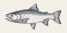 Trout Smoking Cigarette Free Stock Photo