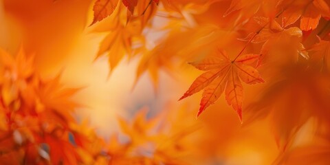 Poster - Vibrant autumn leaves background image