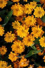 Wall Mural - yellow flowers in close up background