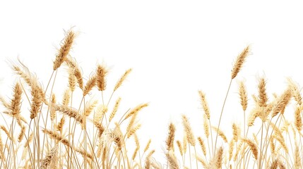 wheat field isolated on white background