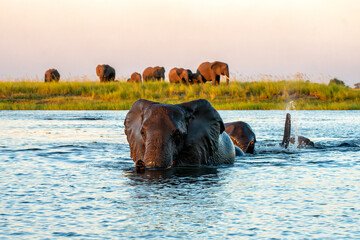 Wall Mural - Elephant herd at sunset. After a day of eating on islands in the Chobe River, the elephants cross the water again to spend the night in the forests of the Chobe National Park in Botswana.