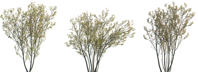 Wall Mural - set of malus halliana (common name hall crabapple) blossoming trees isolated png on a transparent ba