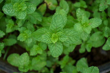 fresh mint leaves in garden