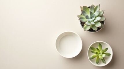 Wall Mural - Serene Succulent Arrangement with Minimalist Tableware