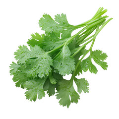 A bunch of fresh green cilantro leaves on white background or transparent