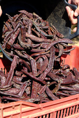 Wall Mural - farmer filling a plastic crate with carob pods