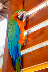 Macaw parrot close-up. The multi-colored parrot sits on a wooden fence.