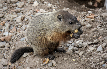 groundhog eating a peanut next to its hole in public park (small ground hog woodchuck wood chuck rodent animal) furry critter with tail