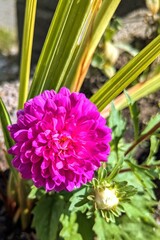 pink and yellow flower