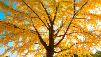 Wall Mural - Autumn ginkgo spectacle, beautiful with yellow leaves flying.