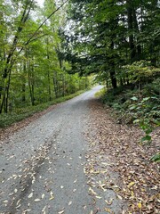 forest walk