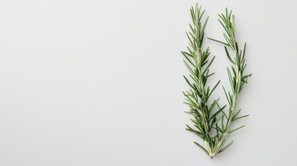 Wall Mural - Rosemary Sprig on White Background