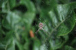 © Farkhad - A wasp spider on a web on a green blurred background